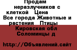 Продам 2 неразлучников с клеткой › Цена ­ 2 500 - Все города Животные и растения » Птицы   . Кировская обл.,Соломинцы д.